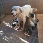 FIONA, Hund, Mischlingshund in Griechenland - Bild 3