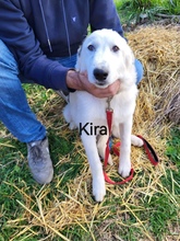 KIRA, Hund, Mischlingshund in Griechenland - Bild 1