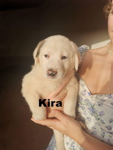 KIRA, Hund, Mischlingshund in Griechenland - Bild 2