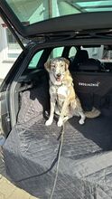 MILA, Hund, Mischlingshund in Griechenland - Bild 3