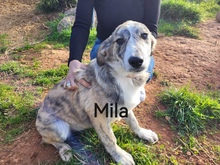 MILA, Hund, Mischlingshund in Griechenland - Bild 5