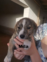 MILA, Hund, Mischlingshund in Griechenland - Bild 6