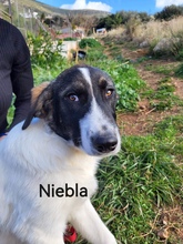 NIEBLA, Hund, Mischlingshund in Griechenland - Bild 8