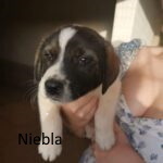 NIEBLA, Hund, Mischlingshund in Griechenland - Bild 9