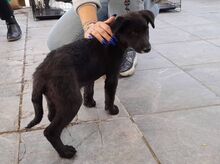 NERISA, Hund, Mischlingshund in Griechenland - Bild 2
