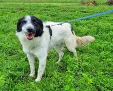 FIDO, Hund, Mischlingshund in Rumänien - Bild 3