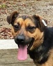 RINGO, Hund, Mischlingshund in Bosnien und Herzegowina - Bild 1