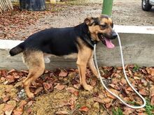 RINGO, Hund, Mischlingshund in Bosnien und Herzegowina - Bild 3