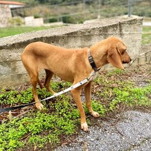 MAILA, Hund, Jagdhund-Mix in Griechenland - Bild 10