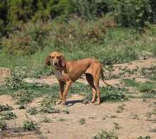MAILA, Hund, Jagdhund-Mix in Griechenland - Bild 13