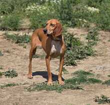 MAILA, Hund, Jagdhund-Mix in Griechenland - Bild 14