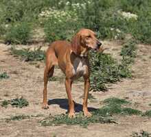 MAILA, Hund, Jagdhund-Mix in Griechenland - Bild 15
