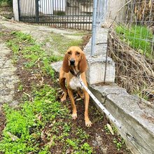 MAILA, Hund, Jagdhund-Mix in Griechenland - Bild 3