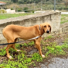 MAILA, Hund, Jagdhund Mischling in Griechenland
