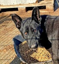 NERA, Hund, Schäferhund-Mischling in Bosnien und Herzegowina