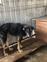 MOANI, Hund, Mischlingshund in Rumänien