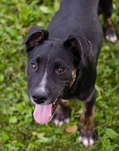 FALCO, Hund, Mischlingshund in Kroatien