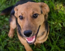MYRA, Hund, Mischlingshund in Kroatien