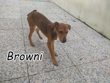 BROWN, Hund, Mischlingshund in Portugal