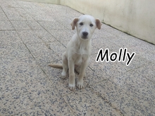 MOLLY, Hund, Mischlingshund in Portugal