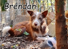 BRENDAH, Hund, Mischlingshund in Portugal