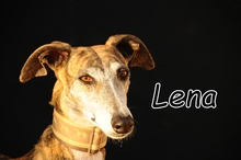 LENA, Hund, Galgo Español in Spanien