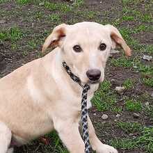 LEO, Hund, Mischlingshund in Slowakische Republik