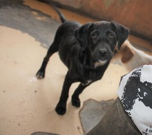 HOLLY, Hund, Mischlingshund in Ungarn - Bild 4