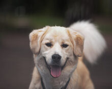 MALOUK, Hund, Mischlingshund in Kremmen - Bild 1