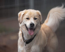 MALOUK, Hund, Mischlingshund in Kremmen - Bild 2