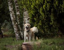 MALOUK, Hund, Mischlingshund in Kremmen - Bild 3