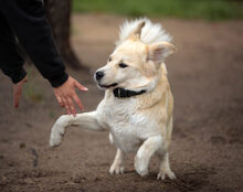 MALOUK, Hund, Mischlingshund in Kremmen - Bild 4