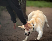 MALOUK, Hund, Mischlingshund in Kremmen - Bild 5