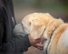 MALOUK, Hund, Mischlingshund in Kremmen - Bild 6