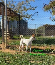 CONNOR, Hund, Mischlingshund in Spanien - Bild 5
