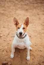 CONNOR, Hund, Mischlingshund in Spanien - Bild 8