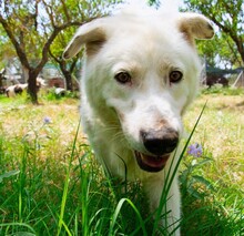 RIGASONE, Hund, Mischlingshund in Griechenland - Bild 1