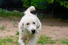 RIGASONE, Hund, Mischlingshund in Griechenland - Bild 2