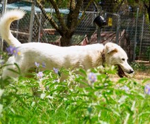 RIGASONE, Hund, Mischlingshund in Griechenland - Bild 3