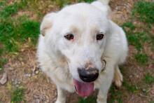 RIGASONE, Hund, Mischlingshund in Griechenland - Bild 4