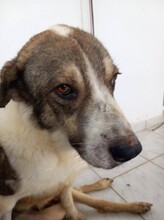 ATLAS, Hund, Mischlingshund in Griechenland - Bild 2