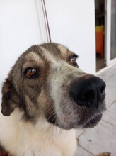 ATLAS, Hund, Mischlingshund in Griechenland - Bild 3