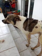 ATLAS, Hund, Mischlingshund in Griechenland - Bild 4