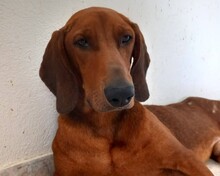 CHRIS, Hund, Mischlingshund in Griechenland