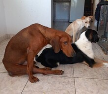 CHRIS, Hund, Mischlingshund in Griechenland - Bild 4