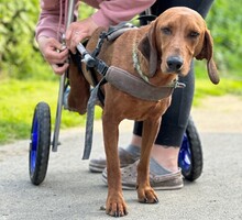 CHRIS, Hund, Mischlingshund in Aerzen - Bild 2