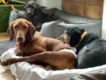 CHRIS, Hund, Mischlingshund in Aerzen - Bild 4