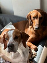 CHRIS, Hund, Mischlingshund in Aerzen - Bild 7