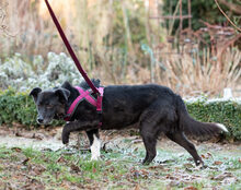 HALONA, Hund, Mischlingshund in Dassel - Bild 5