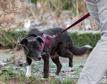HALONA, Hund, Mischlingshund in Dassel - Bild 8
